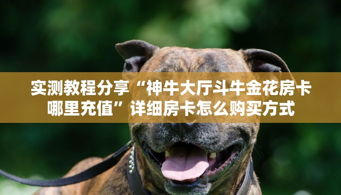 实测教程分享“神牛大厅斗牛金花房卡哪里充值”详细房卡怎么购买方式